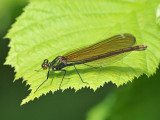 Blå jungfruslända - Calopteryx virgo - Beautiful Demoiselle