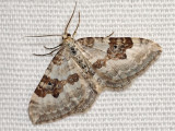 Backfltmtare - Xanthorrhoe montanata - Silver Ground Carpet