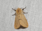 Gul tigerspinnare - Spilosoma luteum - Buff Ermine