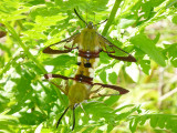 Humlelik dagsvrmare - Hemaris fuciformis - Broad-bordered Bee Hawkmoth