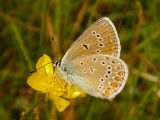 Silverblvinge - Polyommatus amandus - Amandas Blue