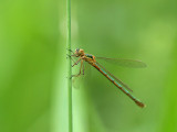 Pudrad smaragdflickslända - Lestes sponsa - Common Spreadwing