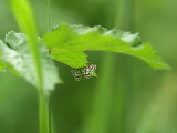 Dammott - Nymphula nitidulata - Beautiful China-mark