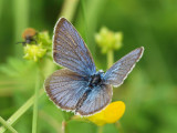 ngsblvinge - Polyommatus semiargus - Mazarine Blue