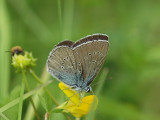 ngsblvinge - Polyommatus semiargus - Mazarine Blue