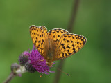 ngsprlemorfjril - Argynnis aglaja - Dark Green Fritillary