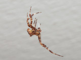 Korsspindel - Araneus diadematus - European Garden Spider
