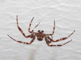 Korsspindel - Araneus diadematus - European Garden Spider
