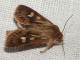 Allmnt grsfly - Cerapteryx graminis - Antler Moth