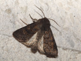 Mrkbrunt fltfly - Tholera cespitis - Hedge Rustic