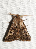 Vitribbat fltfly - Tholera decimalis - Feathered Gothic