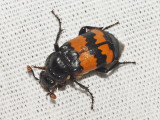 Ddgrvara - Nicrophorus investigator - Carrion Beetle