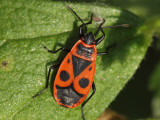 Eldlus - Pyrrhocoris apterus - Firebug