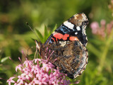 Amiral - Vanessa atalanta - Red Admiral