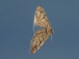Lansettvingad malmätare - Eupithecia lanceata