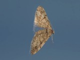 Lansettvingad malmtare - Eupithecia lanceata