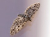 Lansettvingad malmätare - Eupithecia lanceata