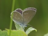 Mindre blvinge - Cupido minimus - Small Blue