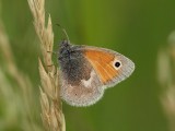 Kamgrsfjril - Coenonympha pamphilus - Small Heath