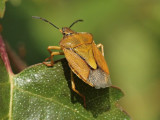 Purpurbärfis - Carpocoris purpureipennis - Black-shouldered Shieldbug