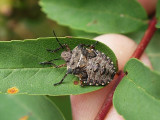 Rödbent bärfis - Pentatoma rufipes - Forest Bug