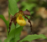 Yellow Lady Slipper