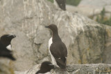 Common Murres of Machias Seal Island