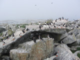 Puffins