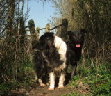 Lady  and  Max