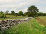 Dry  stone  wall  near  Wensley   Bridge
