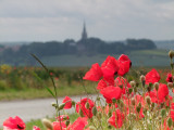 Poppies  beside  Bib  Lane.