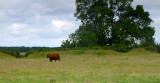 Laxton  motte and bailey castle / 3