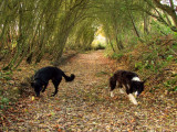 The  dried  up  Watery  Lane  / 1