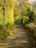 A  twisty  country  track.