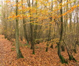 Autumn  colours  in  Lie  Wood.