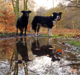 My  walking  companions.