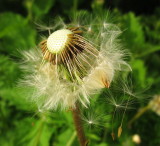Dandelion  seeds , leaving  the  fold, as  it  were.