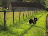 Lady, my  Border  Collie, approaching  Peckham  Place.