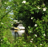 Boat  moored , seen  through  a  dog  rose  bush.