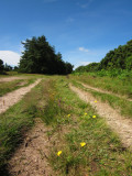 The  Wealdway  path  in  Ashdown  Forest.