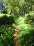 Wealdway  path close  to  Camp  Hill  Clump.