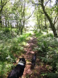 Wealdway  path  approaching  Crest  Farm