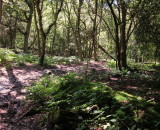 Descent  through  slippery  woods.