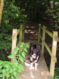 My  companions, in  the  shade.