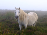 In  the  swirling  mist  on  Long  Mynd.