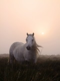 Grey  pony  in  morning  mists