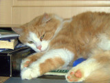 Oscar,resting atop the 6 ft. tall fridge.