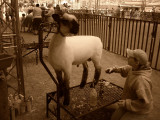Sheep  Shearer  0746