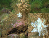 Doto Nudibranch (Sea Slug).. laying a ribbon of eggs on the hydroid