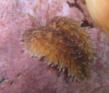 Maned Nudibranch